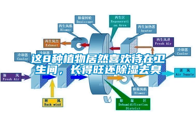 这8种植物居然喜欢待在卫生间，长得旺还除湿去臭