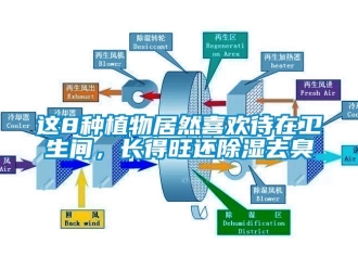 知识百科这8种植物居然喜欢待在卫生间，长得旺还除湿去臭